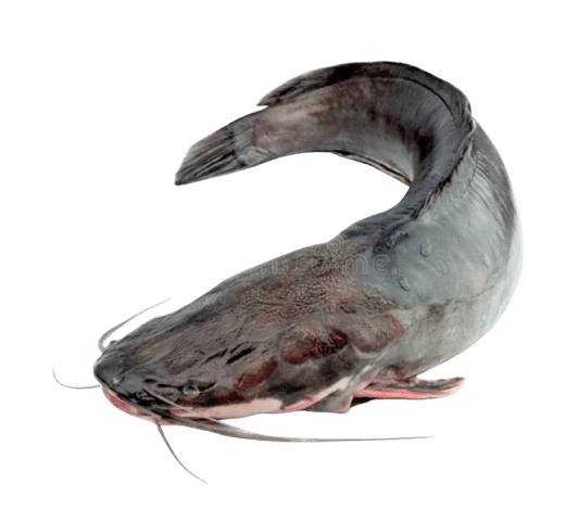 Fresh Catfish